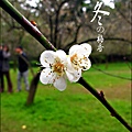 2012-0128 -清大梅園.jpg