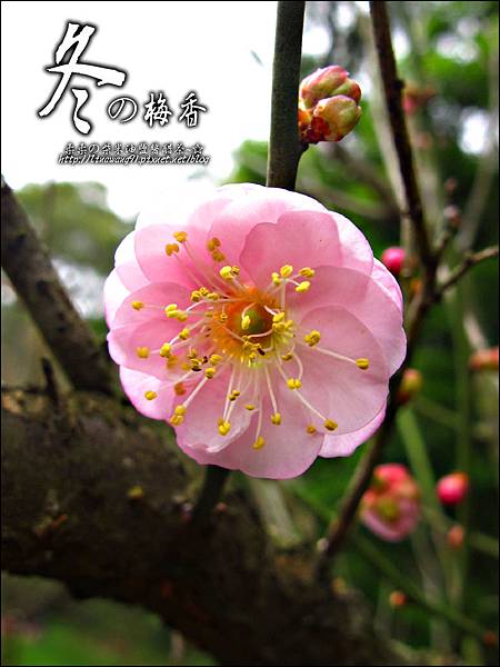 2012-0128 -清大梅園 (5).jpg