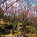 2012-0212-桃園-桃源仙谷-賽德克巴萊的櫻花秘林 (1).jpg