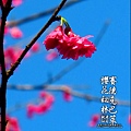 2012-0212-桃園-桃源仙谷-賽德克巴萊的櫻花秘林 (13).jpg