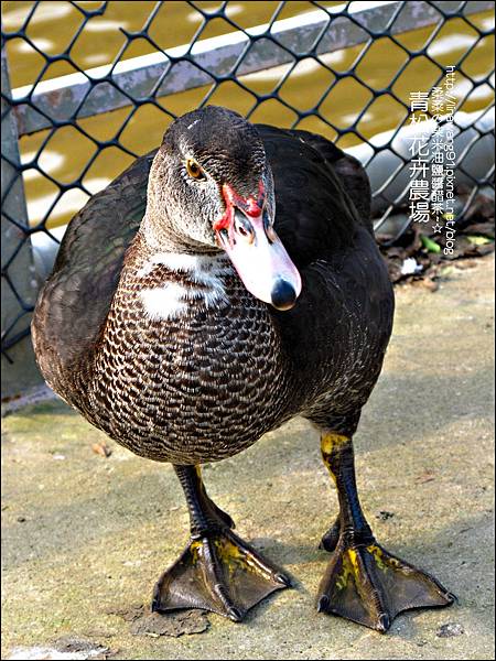 2011-1122-桃園-青松花卉農場 (24)