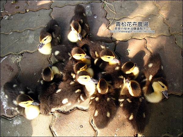 2011-1122-桃園-青松花卉農場 (27)