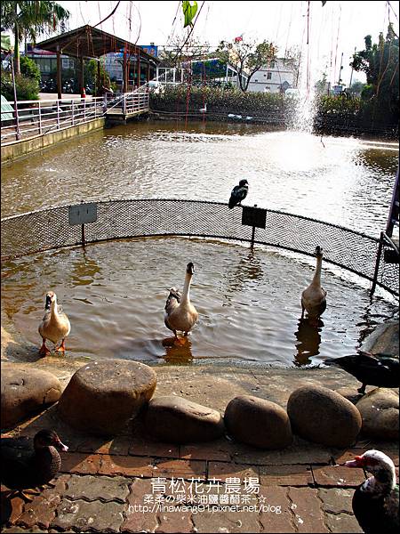2011-1122-桃園-青松花卉農場 (35)