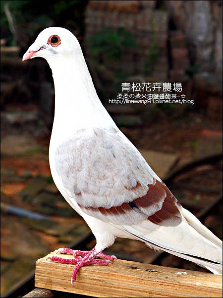 2011-1122-桃園-青松花卉農場 (39)