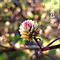 2012-0212-桃園-復興-桃源仙谷 (32)
