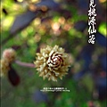 2012-0212-桃園-復興-桃源仙谷 (33)