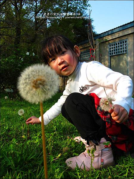 2012-0301-新竹麗池-蒲公英 (18)