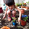 2012-0528-天一開心菜園-DIY蔬菜盆栽 (12)