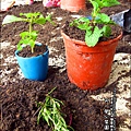 2012-0528-天一開心菜園-DIY蔬菜盆栽 (13)