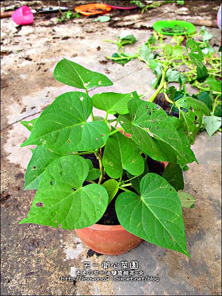 2012-0528-天一開心菜園-DIY蔬菜盆栽 (18)