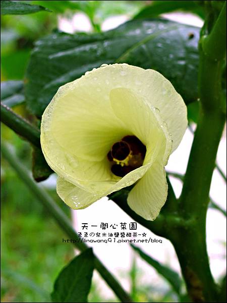 2012-0528-天一開心菜園-假日農夫體驗營 (3)