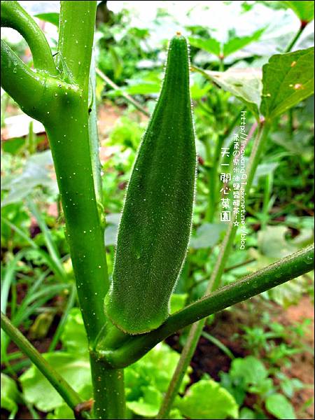 2012-0528-天一開心菜園-假日農夫體驗營 (4)