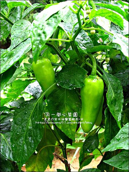 2012-0528-天一開心菜園-假日農夫體驗營 (5)
