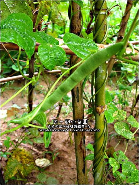 2012-0528-天一開心菜園-假日農夫體驗營 (8)