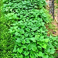 2012-0528-天一開心菜園-假日農夫體驗營 (11)