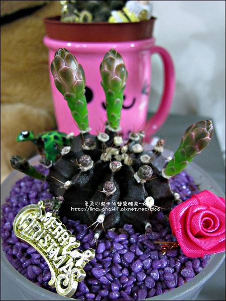 2012-0425-仙人掌開花-牧丹玉