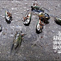 2012-0629-苗栗後龍-台灣水牛城-玩水烤肉 (1)