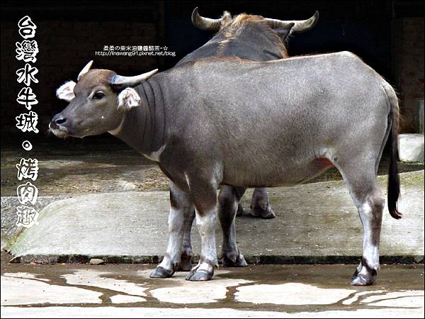 2012-0629-苗栗後龍-台灣水牛城-玩水烤肉 (30)
