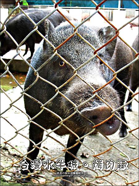 2012-0629-苗栗後龍-台灣水牛城-玩水烤肉 (32)