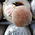 2012-0420-豐年靈芝菇類生態農場 (5)