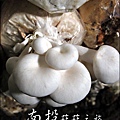 2012-0420-豐年靈芝菇類生態農場 (11)