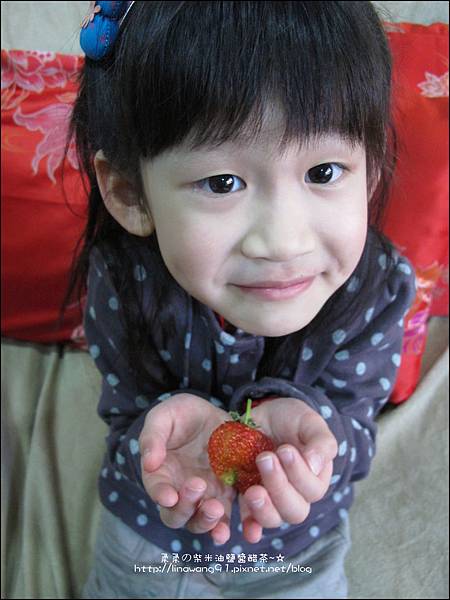 2013-0309-在家DIY種草莓 (2)