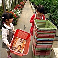 2012-0329-新竹關西-金勇DIY蕃茄農場 (16)