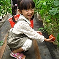 2012-0329-新竹關西-金勇DIY蕃茄農場 (17)