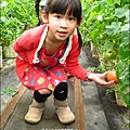 2012-0329-新竹關西-金勇DIY蕃茄農場 (18)