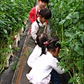 2012-0329-新竹關西-金勇DIY蕃茄農場 (21)