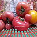 2012-0329-新竹關西-金勇DIY蕃茄農場 (23)