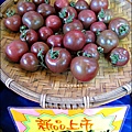 2012-0329-新竹關西-金勇DIY蕃茄農場 (34)