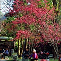 2014-0131-谷關溫泉公園 (21).jpg