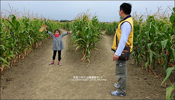 2014-1228-嘉義-義竹-玉米迷宮 (28).jpg
