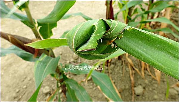 2014-1228-嘉義-義竹-玉米迷宮 (29).jpg