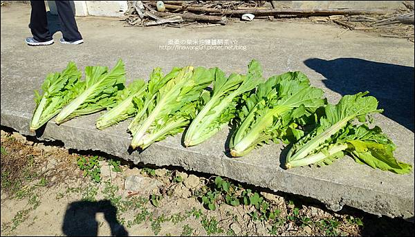 2014-1122-南埔芥菜節 (15)