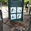 2014-0503-日本-大阪-奈良公園.jpg