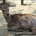 2014-0503-日本-大阪-奈良公園 (1).jpg