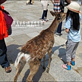 2014-0503-日本-大阪-奈良公園 (5).jpg