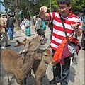 2014-0503-日本-大阪-奈良公園 (6).jpg