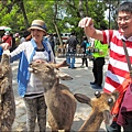 2014-0503-日本-大阪-奈良公園 (7).jpg