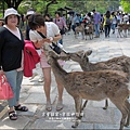 2014-0503-日本-大阪-奈良公園 (8).jpg