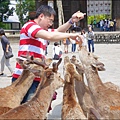 2014-0503-日本-大阪-奈良公園 (20).jpg