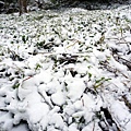 2016-0124-橫山-大山背雪景 (13).jpg