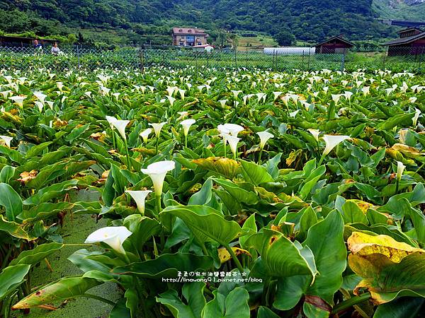 2017-0530-財福海芋田 (9).jpg