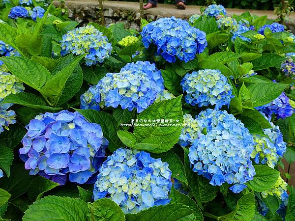 2017-0530-財福海芋田 (26).jpg