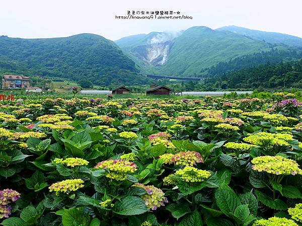 2017-0530-財福海芋田 (33).jpg 2017-0530-財福海芋田 (33).jpg