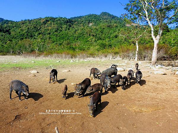 2016-1218-曾文水庫餵山豬 (2)P18.jpg