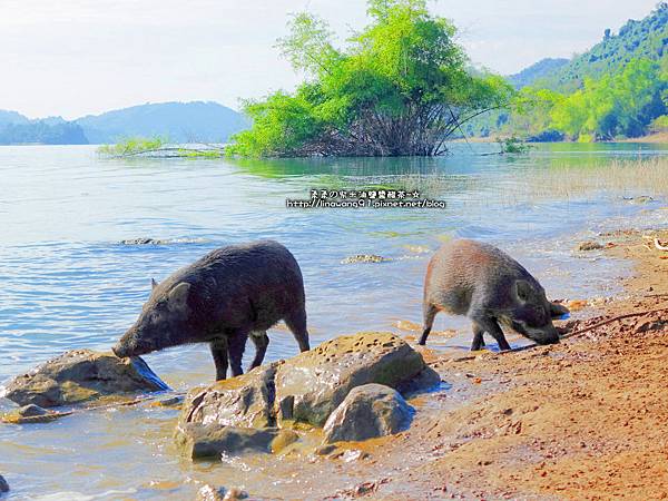 2016-1218-曾文水庫餵山豬 (14)P13.jpg