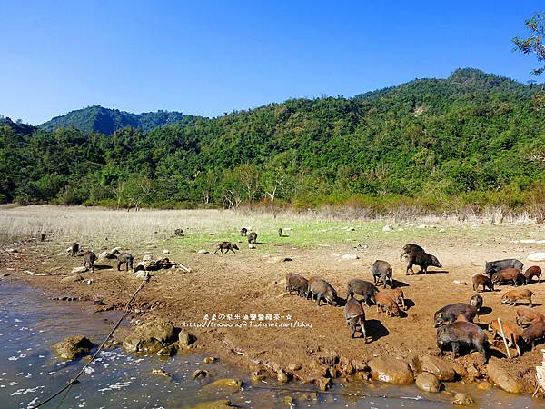2016-1218-曾文水庫餵山豬 (26)P25.jpg
